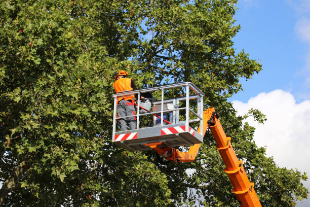 Tree and Shrub Care in Point, TX