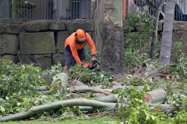 How Our Tree Care Process Works  in  Point, TX